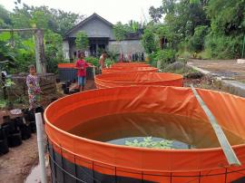 Penerimaan Benih Lele Program Budidaya Ikan di Kolam Bioflok